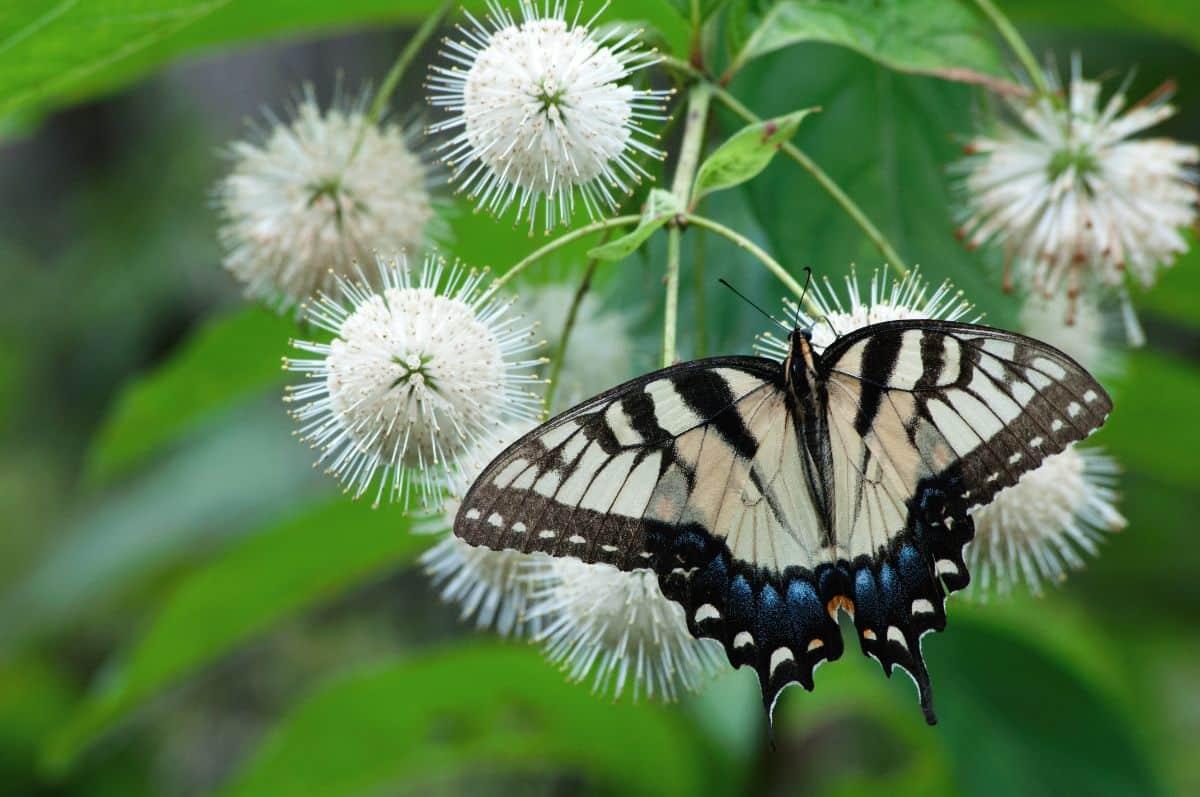 Butterfly on a buttonbush flower