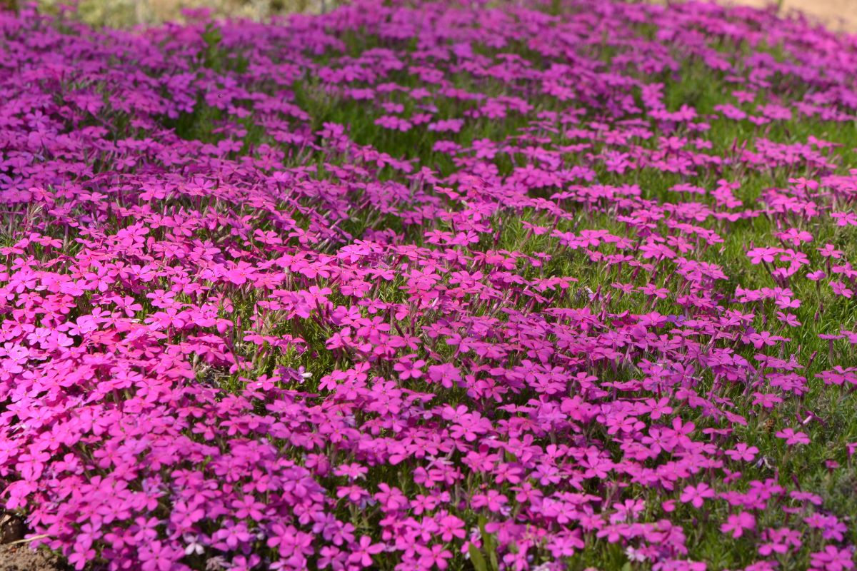 Purple flowering creeping phlox