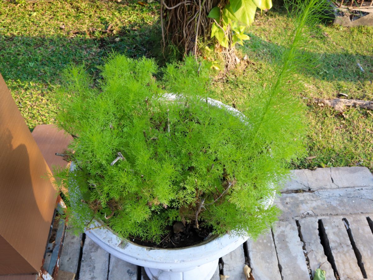 Fennel growing in a container
