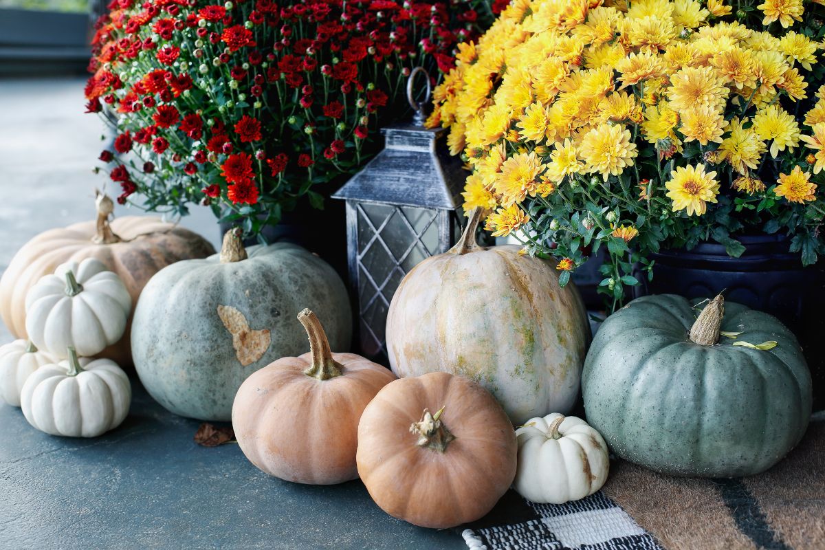 Gourds and mums on display