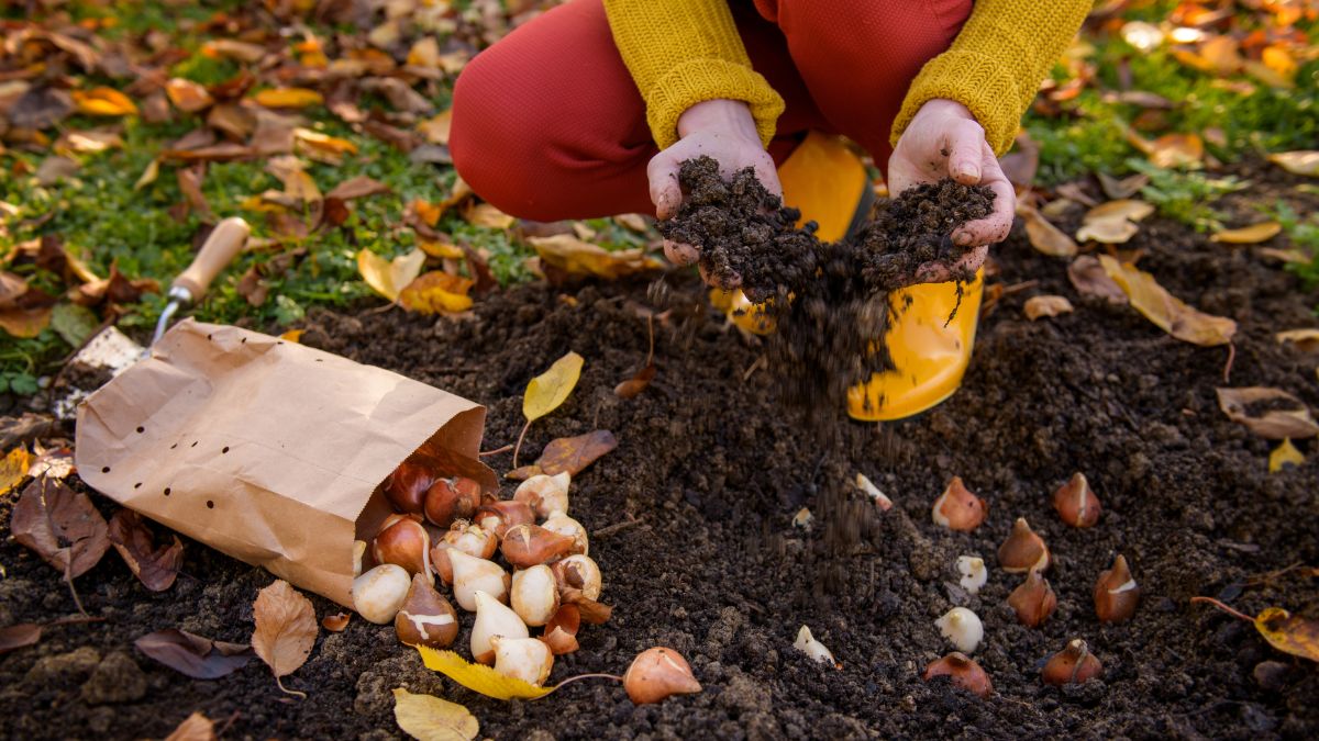 Planting spring flowering bulbs in the fall