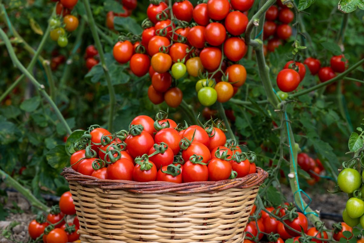 A basket filled with freshly harvested tomatoes