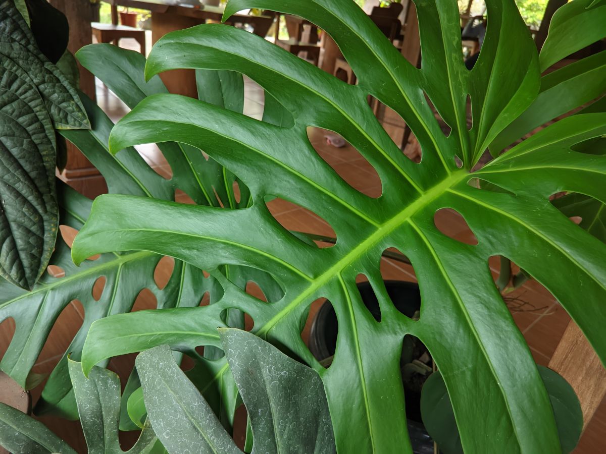 Large houseplant in need of support