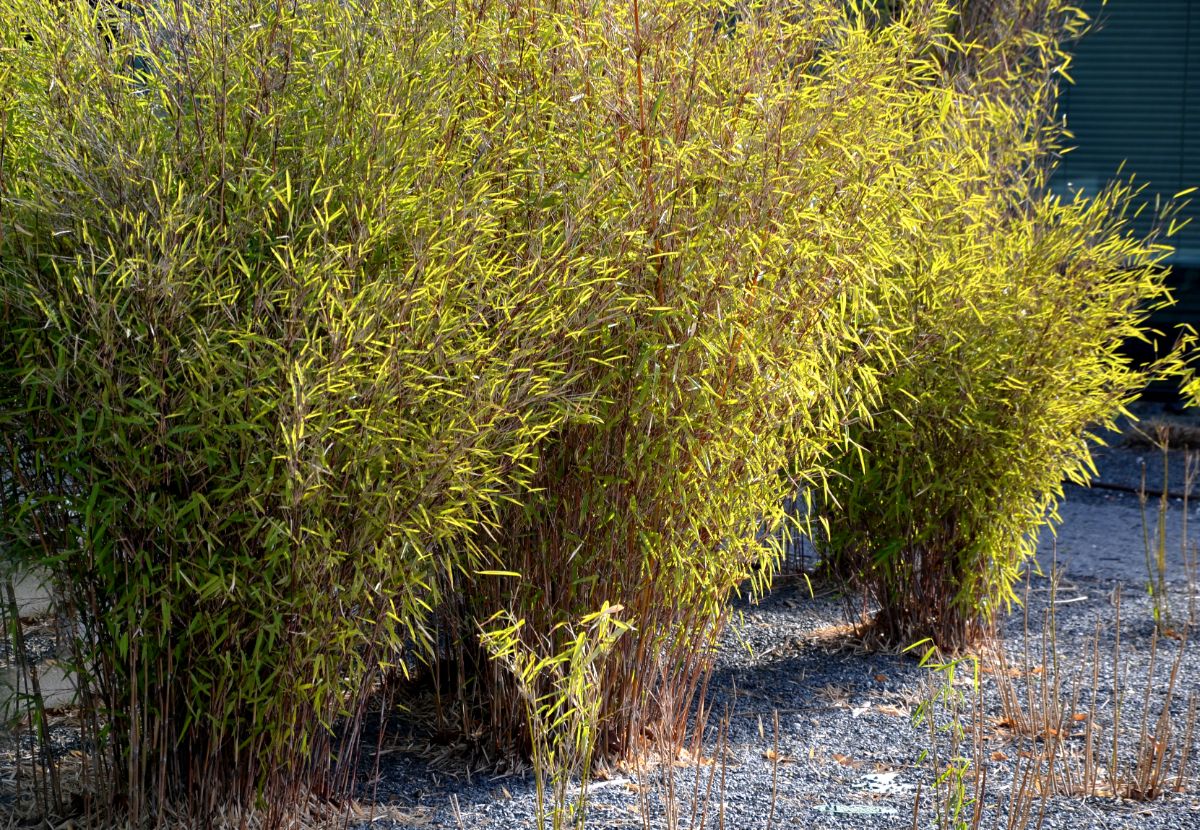 Clumping bamboo in a landscape