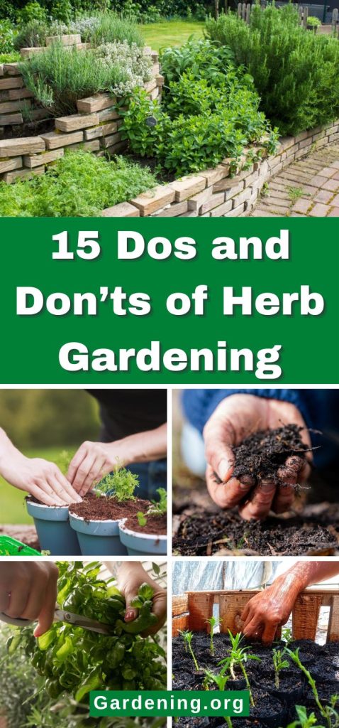 15 Dos and Don’ts of Herb Gardening pinterest image.