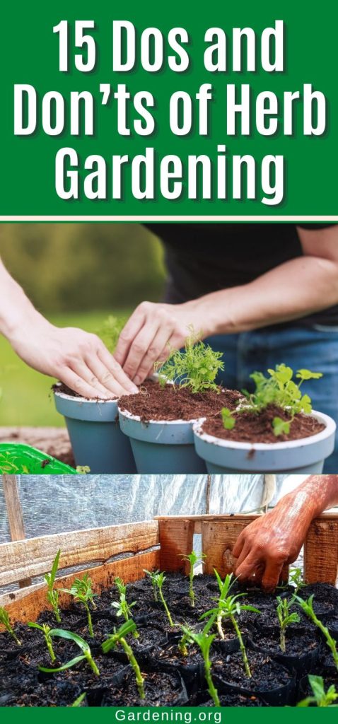 15 Dos and Don’ts of Herb Gardening pinterest image.