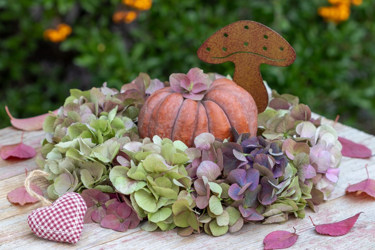 Dried hydrangea blooms in muted colors