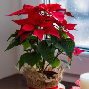 Red poinsettia in the winter window.