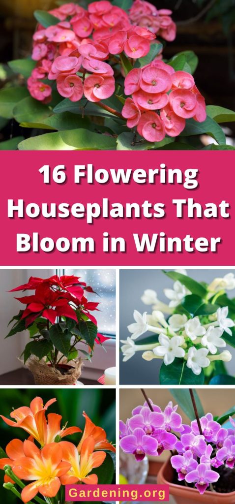 16 Flowering Houseplants That Bloom in Winter pinterest image.