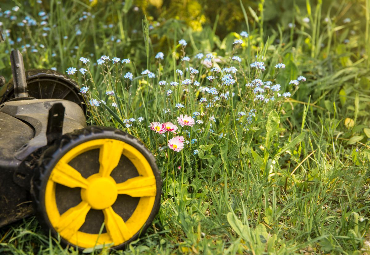 Mowing next to a wildflower patch