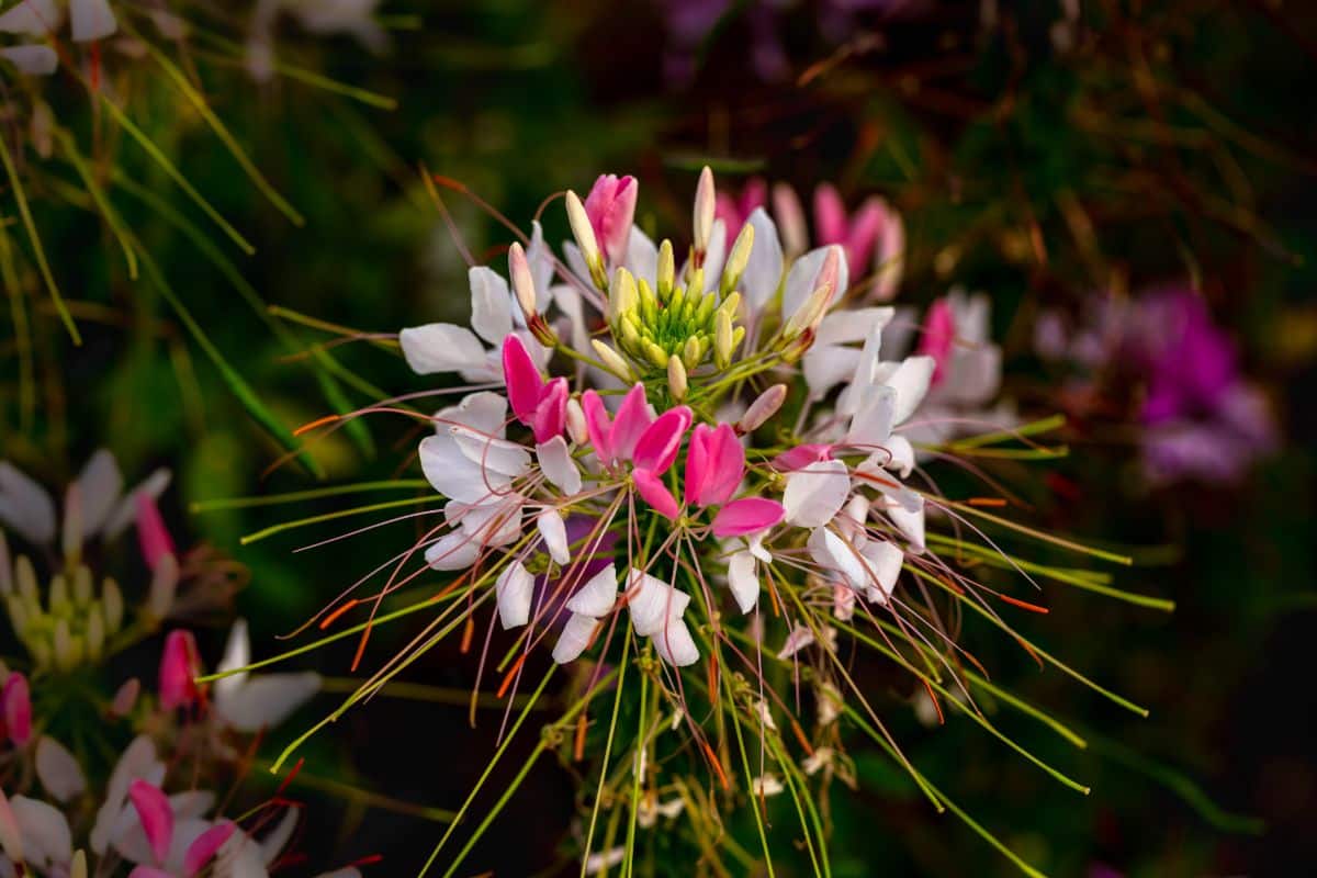 Spider flower with long, threadlike stamens poking past the petals