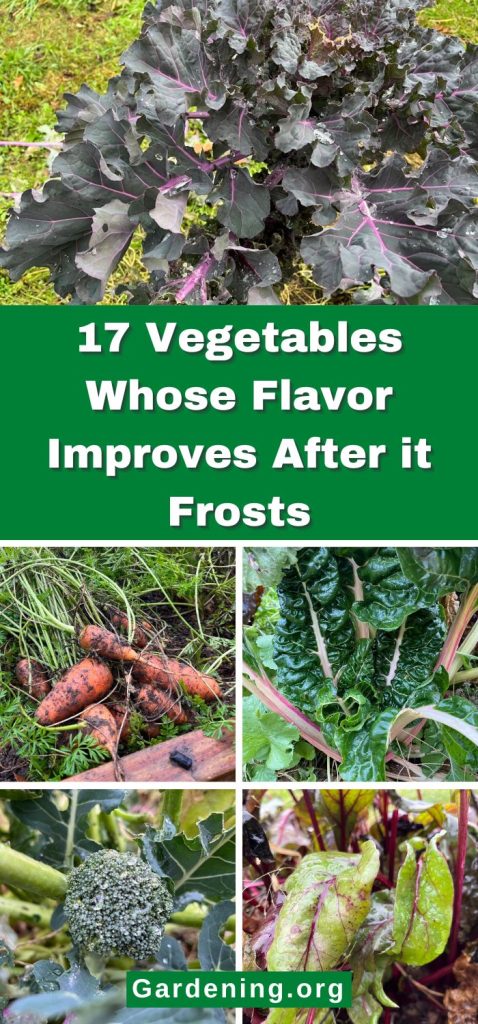 17 Vegetables Whose Flavor Improves After it Frosts pinterest image.