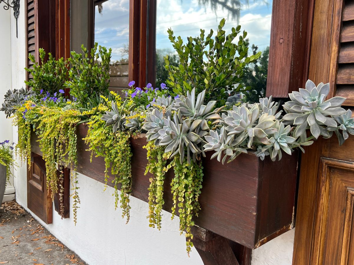 Creeping Jenny in a succulent themed window box