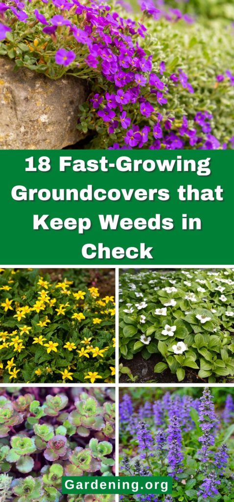 18 Fast-Growing Groundcovers that Keep Weeds in Check pinterest image.
