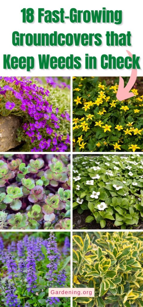 18 Fast-Growing Groundcovers that Keep Weeds in Check pinterest image.