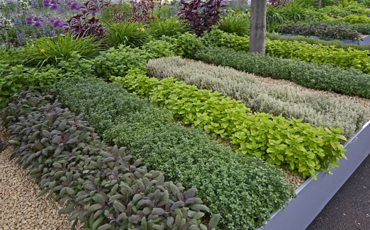 Neat rows of herbs growing in herb beds