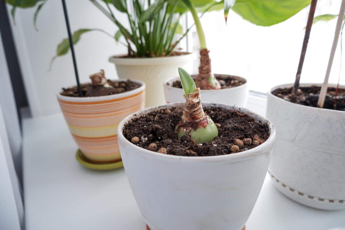 Amaryllis bulbs growing at different speeds