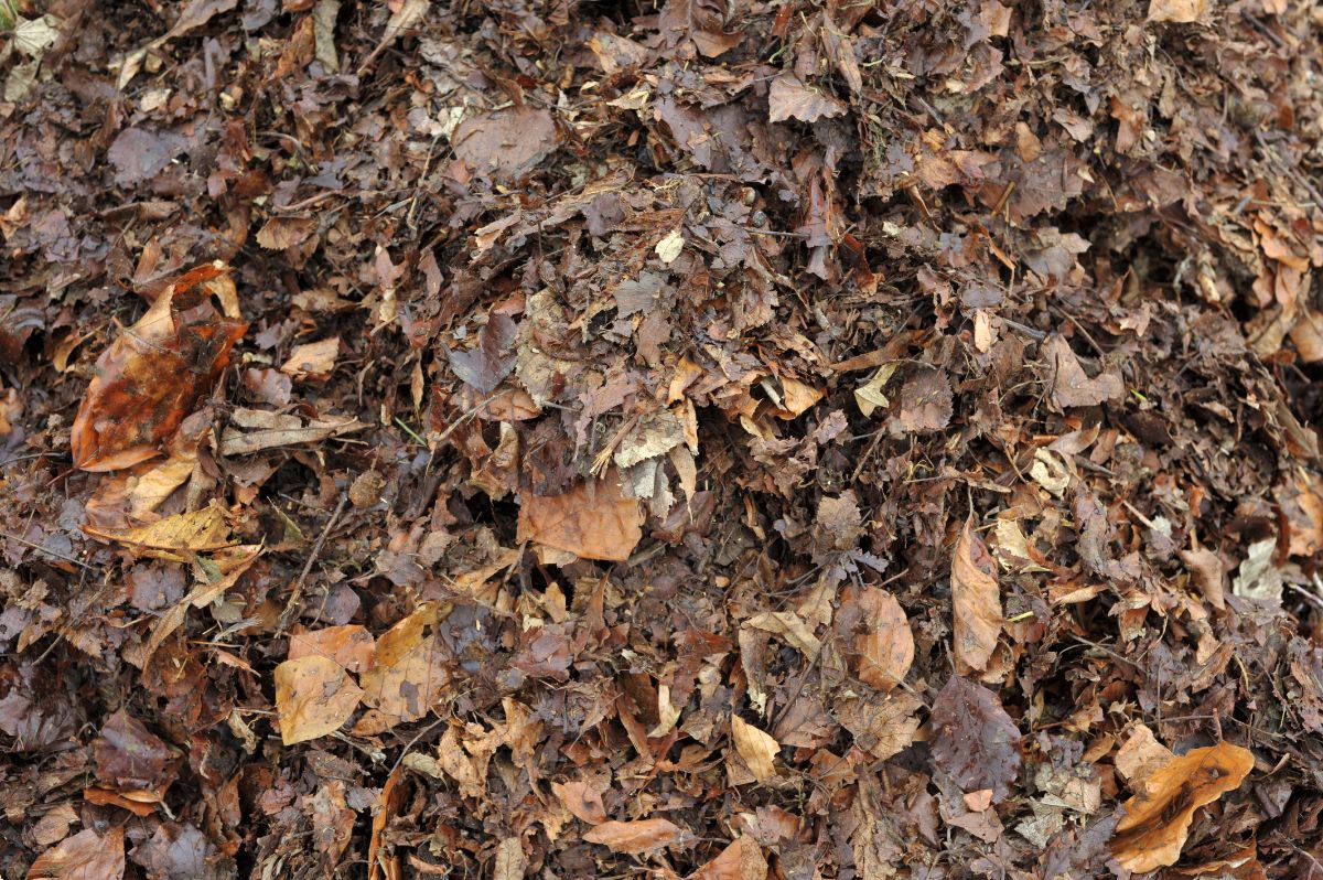 Natural leaf litter on a forest floor