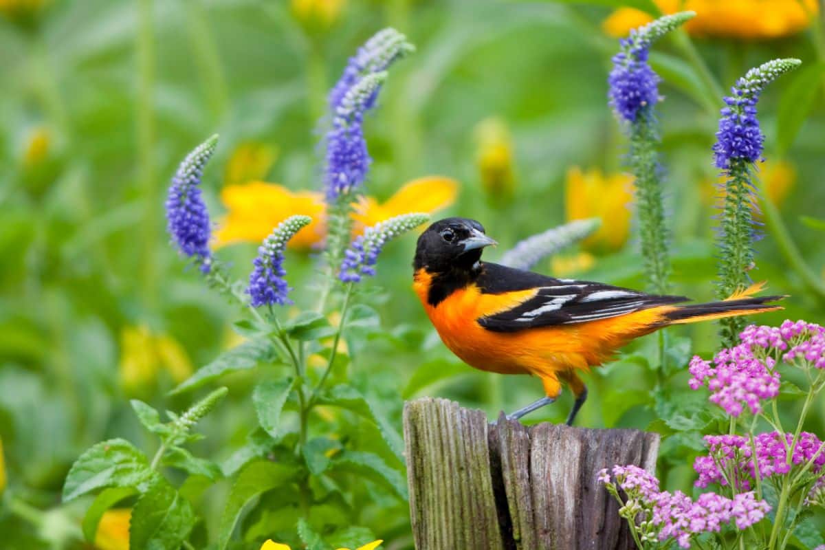 A bird in a wildflower lawn