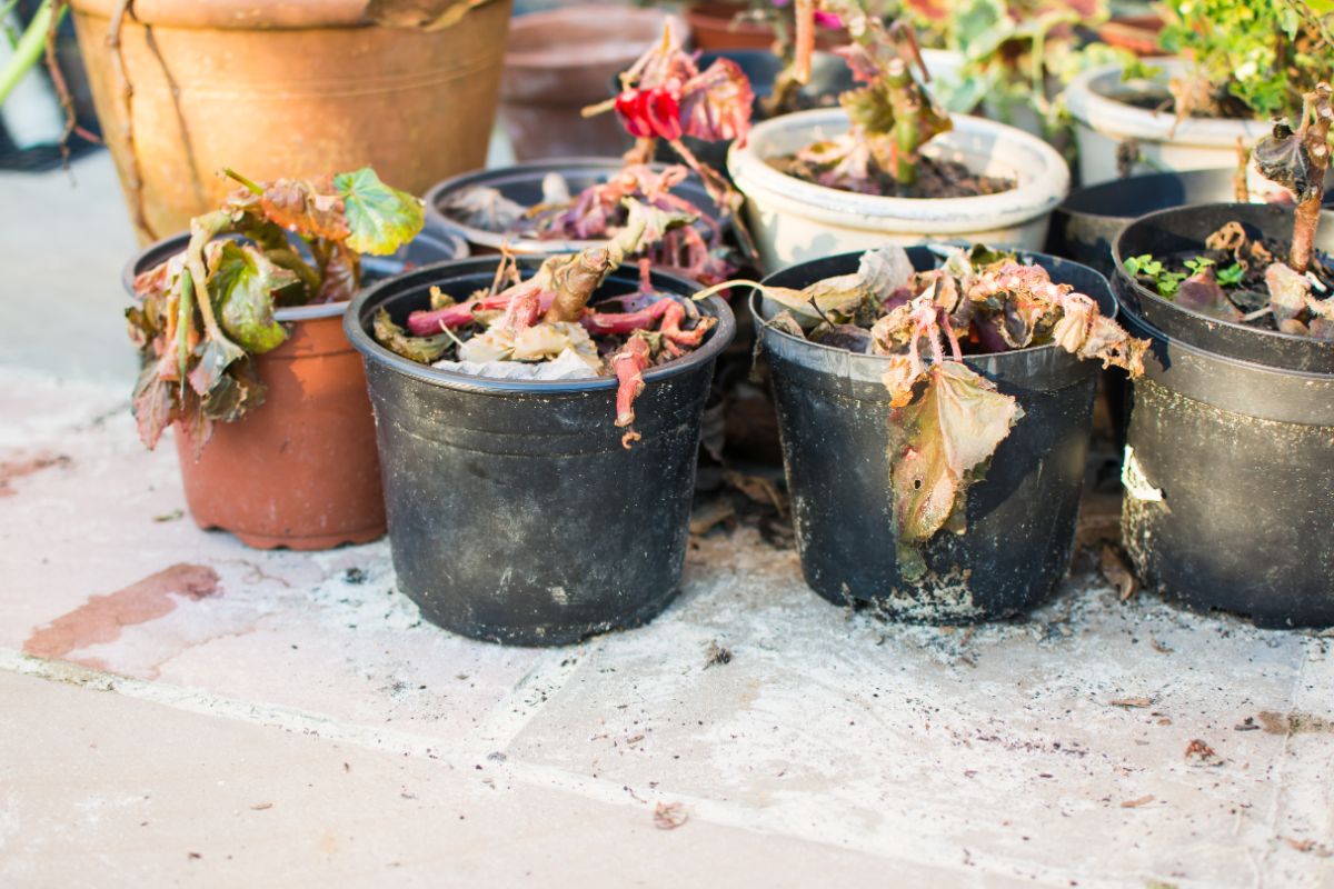 Dormant perennials in pots