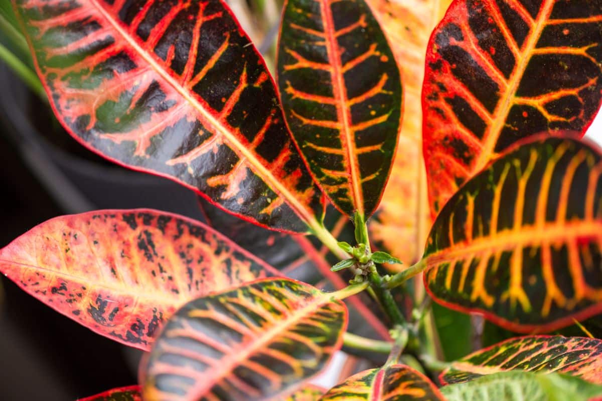 Croton plant in autumn tones