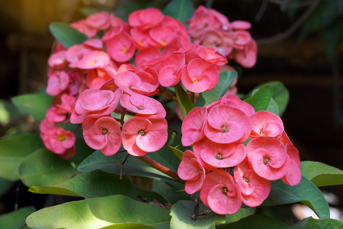 Rounded pink flowers on crown of thorns plant