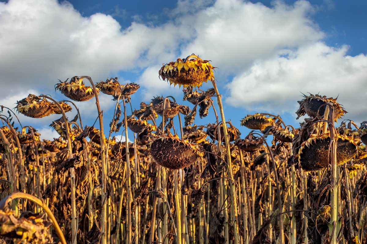 Dried sunflower heads hanging down