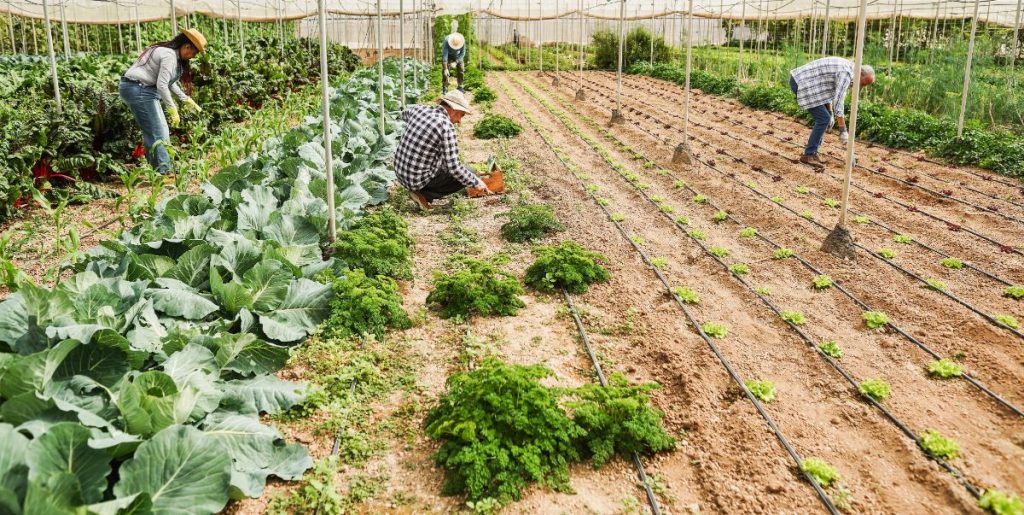How to Start a Community Garden in 8 Steps - Gardening