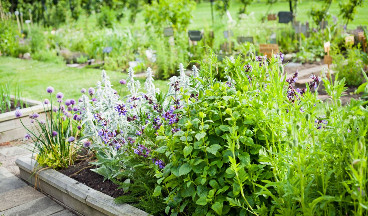 A garden bed filled with herbs