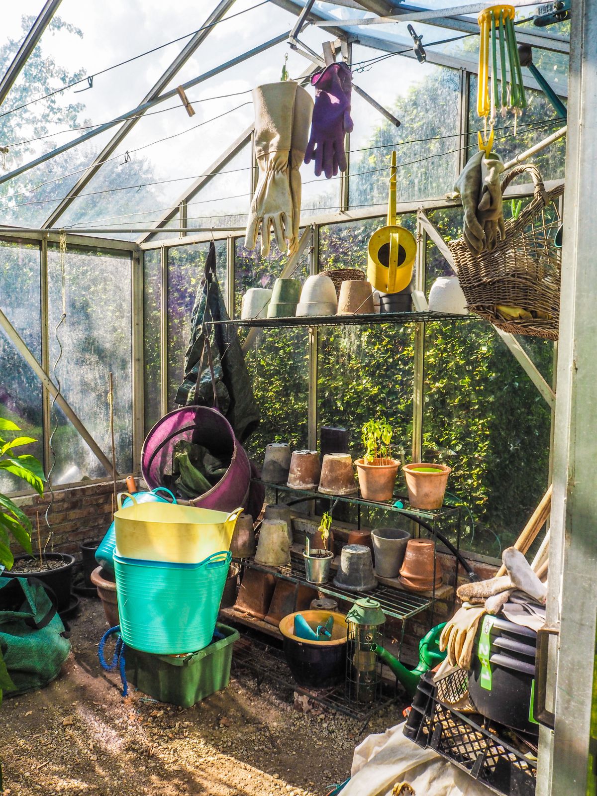 Plants and pots overwintering in a greenhouse