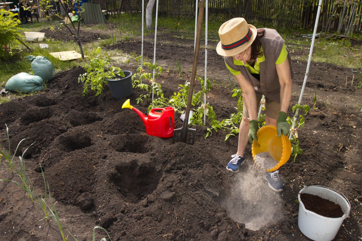 A gardener adding amendments to tomato holes