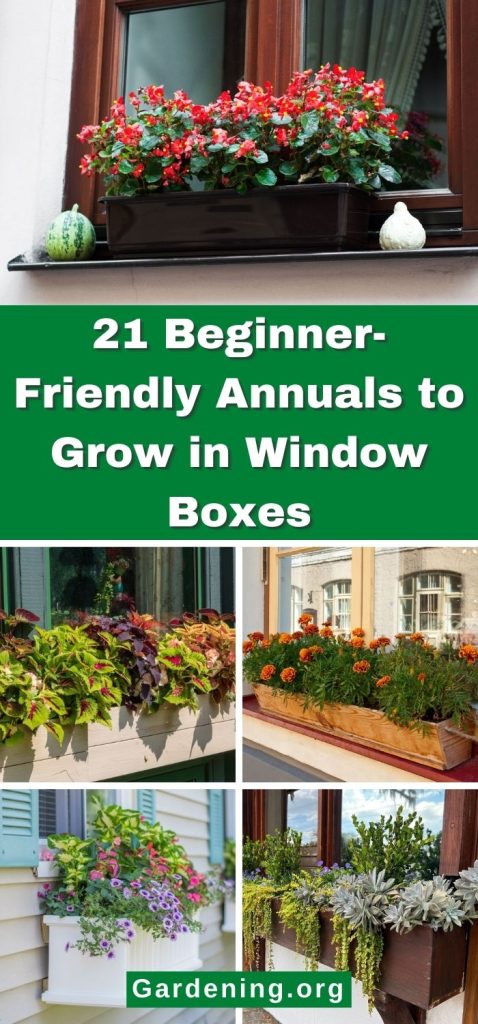 21 Beginner-Friendly Annuals to Grow in Window Boxes pinterest image.