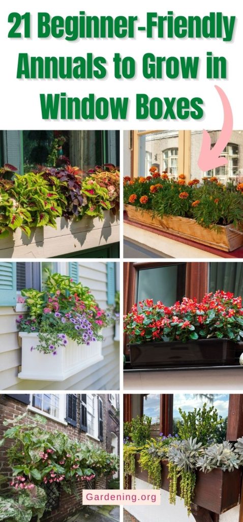 21 Beginner-Friendly Annuals to Grow in Window Boxes pinterest image.