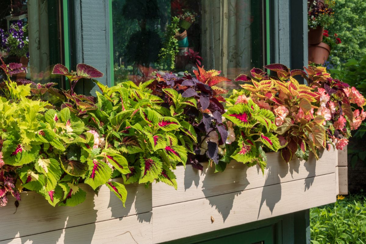 Different colors of coleus in a window box
