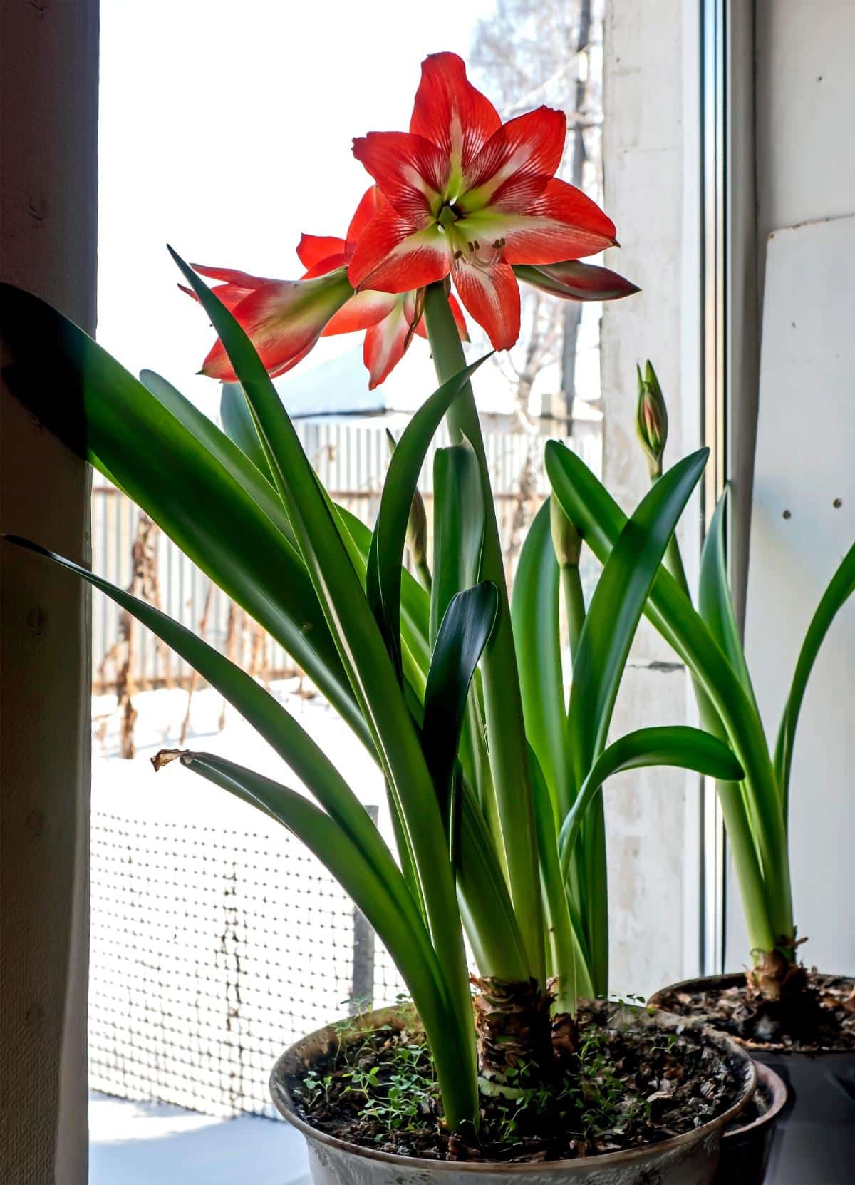 Amaryllis plants at different flowering stages