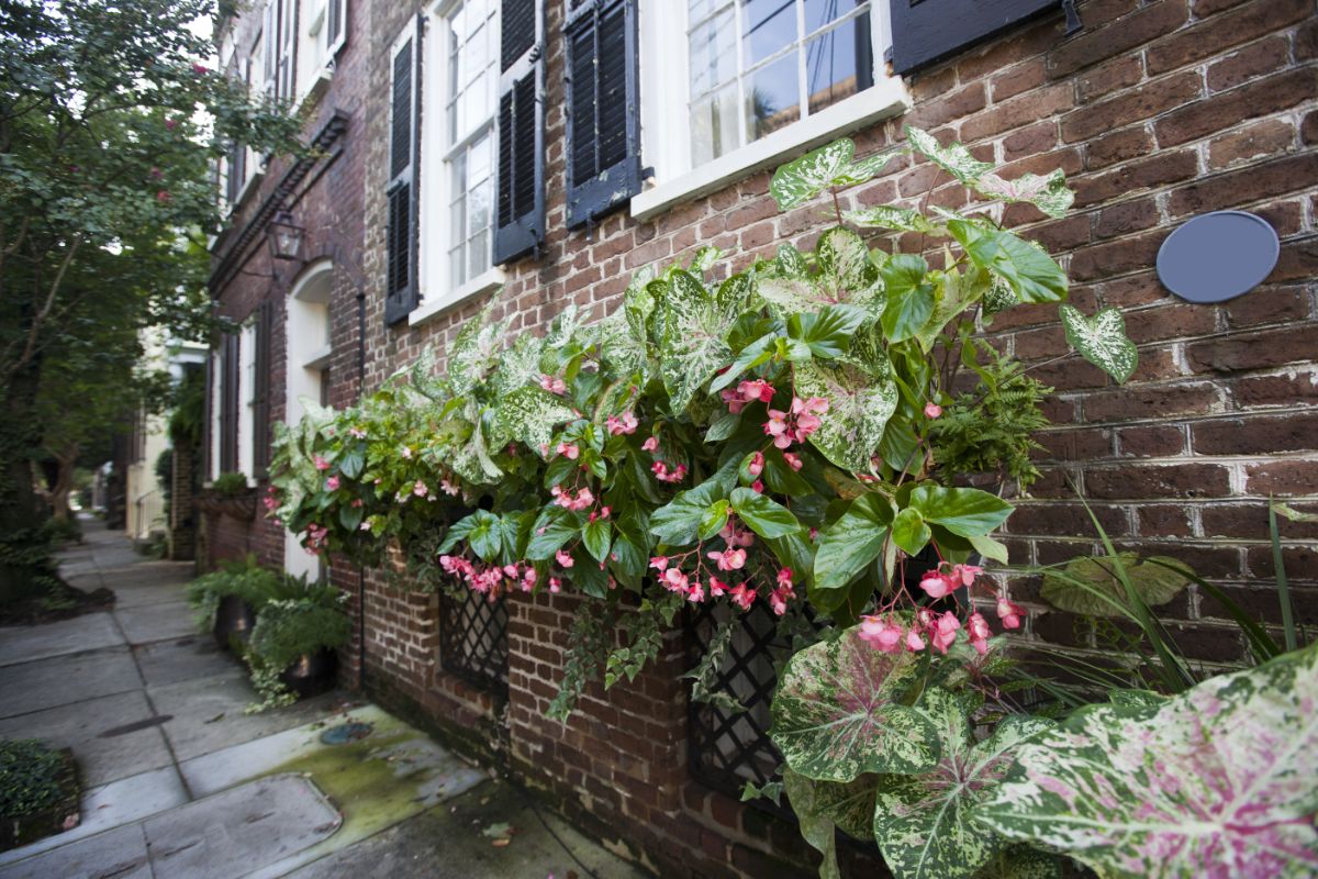Caladiums in window boxes