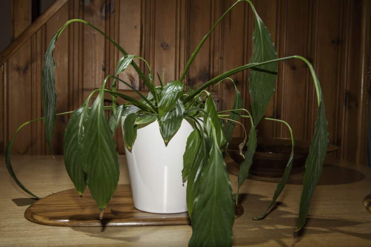 Wilting houseplant in a pot