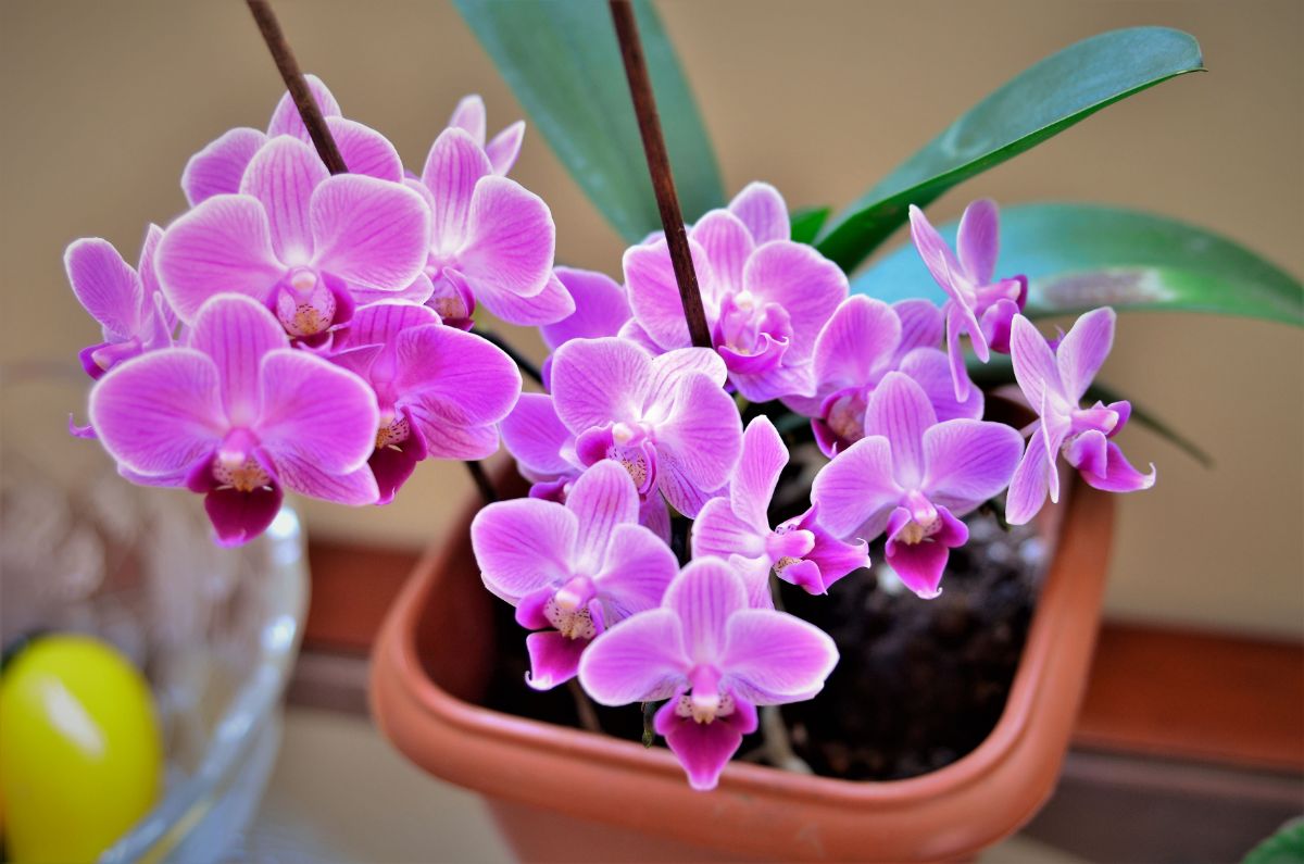 Purple flowering orchid 