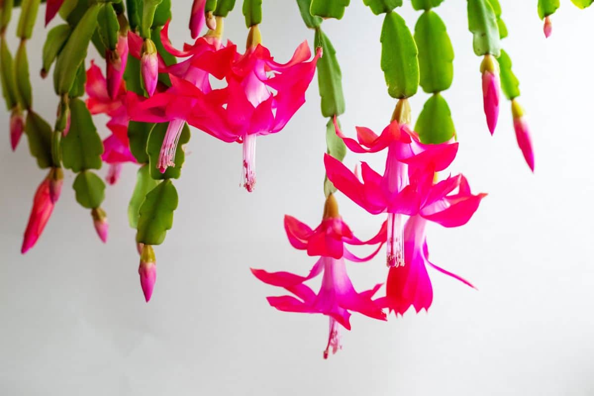 A Christmas cactus in full bloom