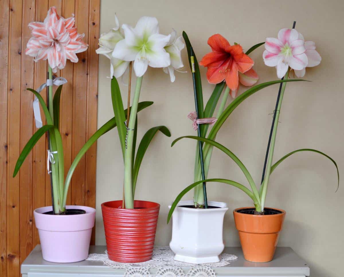 Amaryllis in a variety of colors