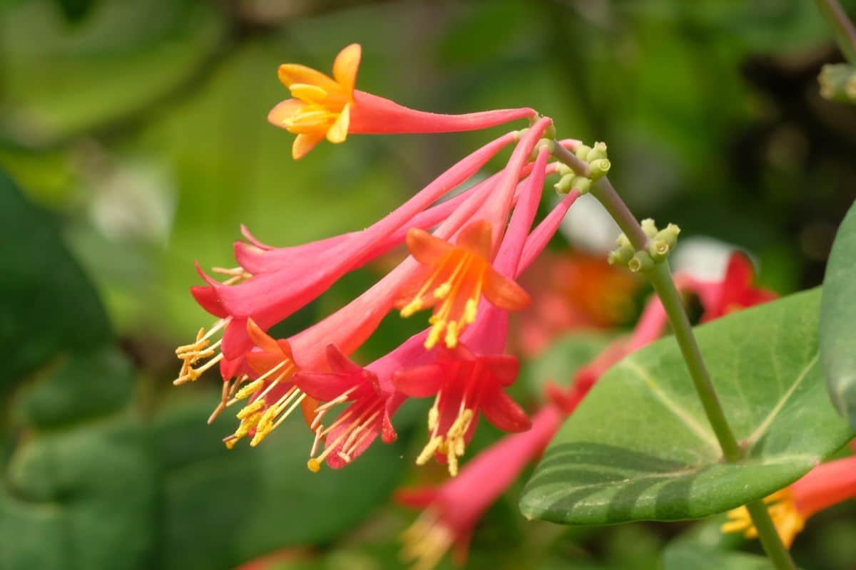 Pink and yellow flowering coral honeysuckle