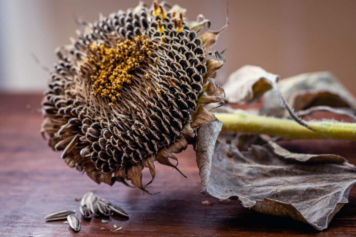 Sunflower seeds on a dried head