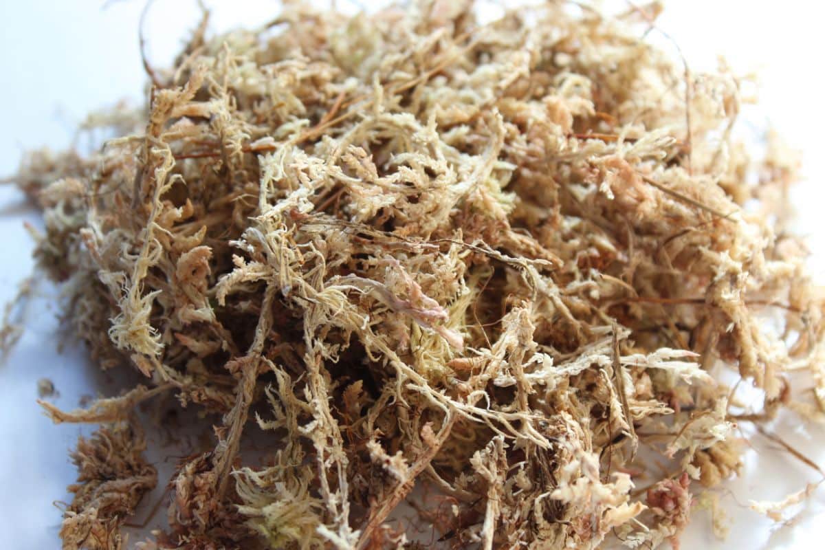 Presoaked sphagnum moss