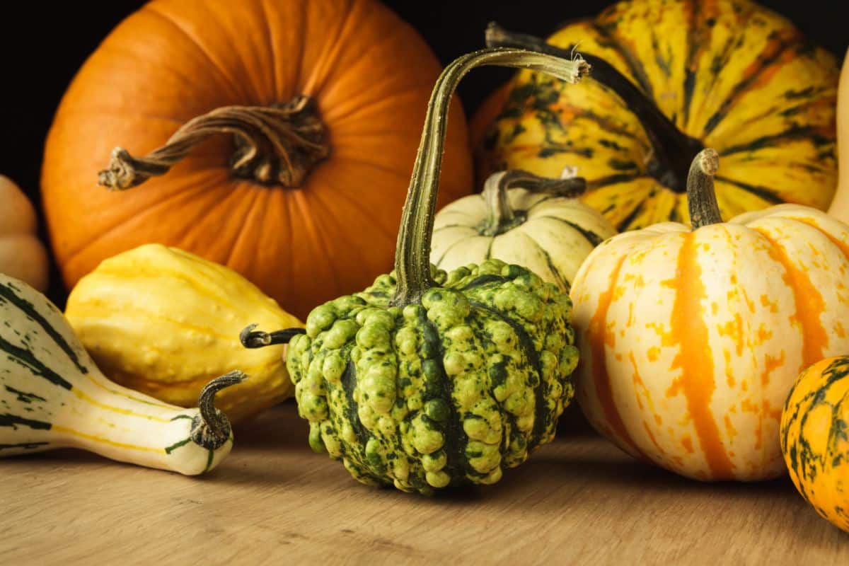 A variety of gourds decorating a table