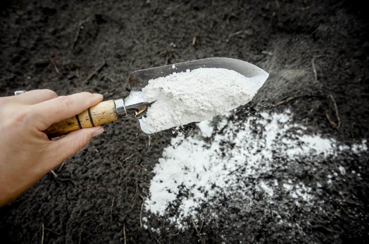 Adding lime to tomato soil