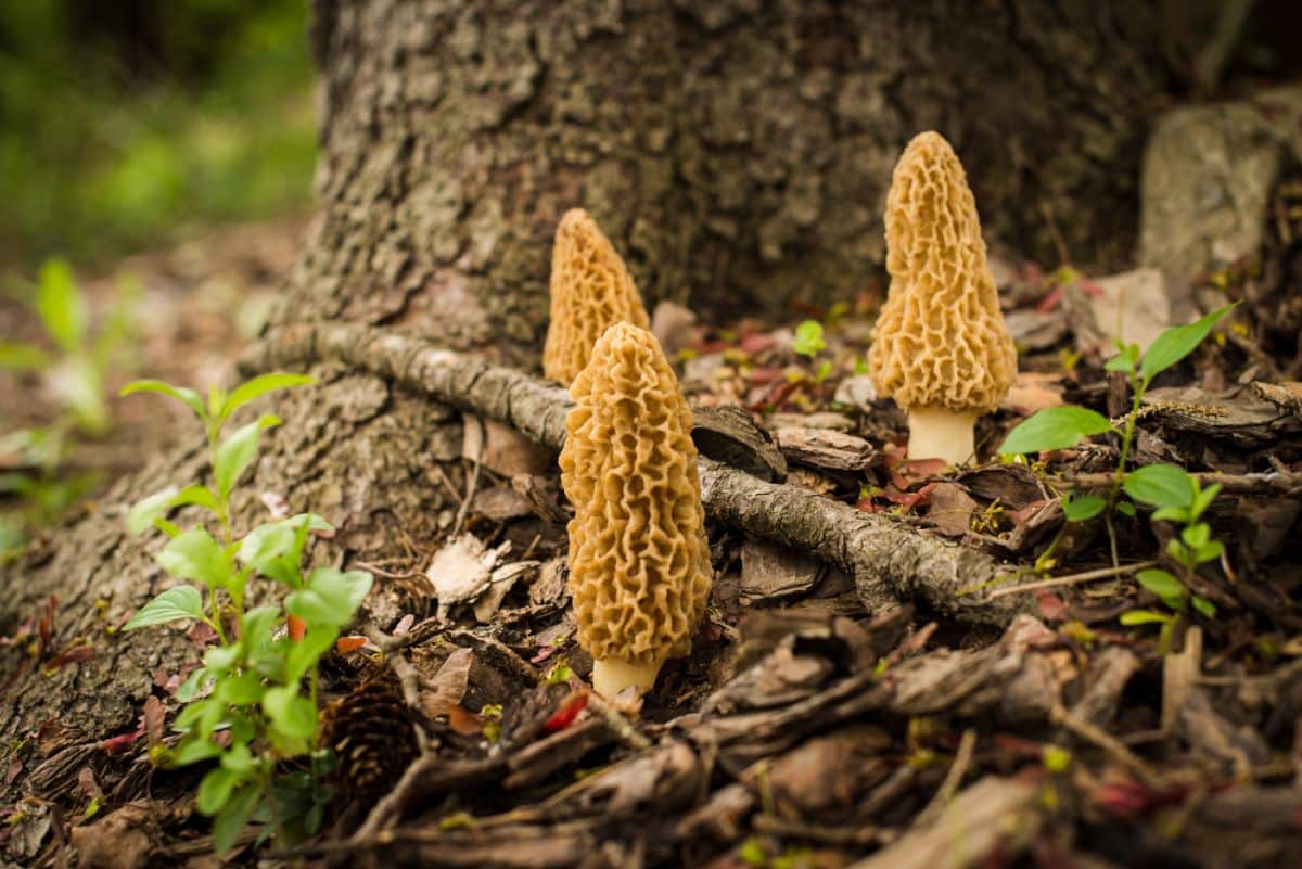 Morel mushrooms growing under a tree