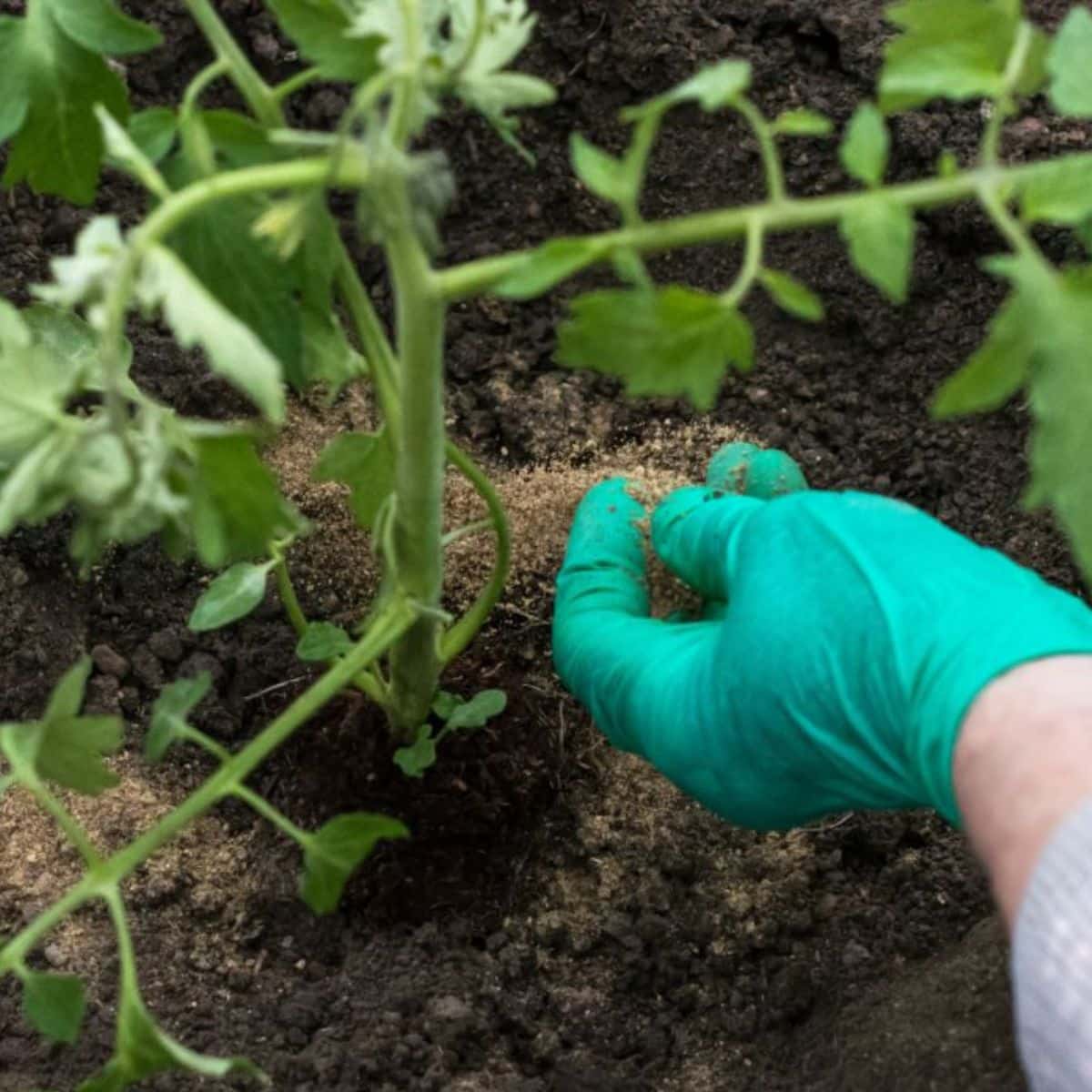 A gardener adding fertilizer to freshly planted tomato seedling.
