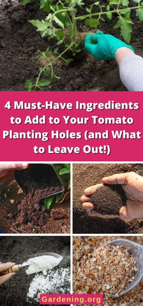 4 Must-Have Ingredients to Add to Your Tomato Planting Holes (and What to Leave Out!) pinterest image.