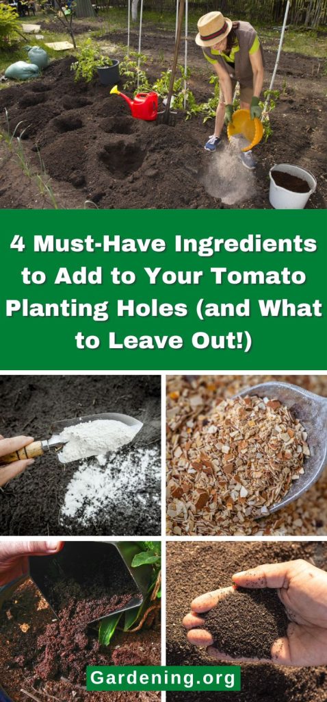 4 Must-Have Ingredients to Add to Your Tomato Planting Holes (and What to Leave Out!) pinterest image.