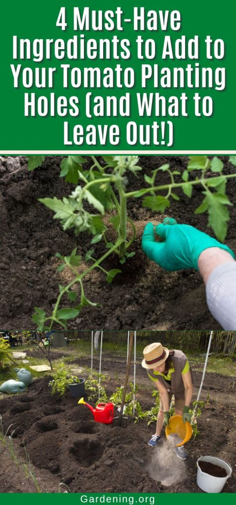 4 Must-Have Ingredients to Add to Your Tomato Planting Holes (and What to Leave Out!) pinterest image.